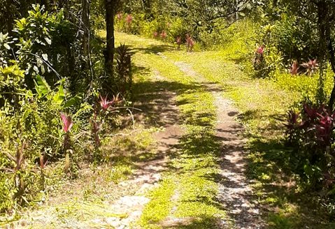 TVP 385 – Lotes a Venda no Bairro Ubatumirim em Ubatuba SP