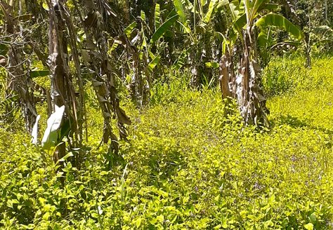 TVP 385 – Lotes a Venda no Bairro Ubatumirim em Ubatuba SP