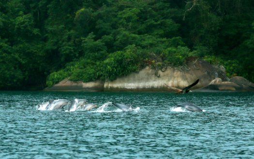 TVP 424 – Áreas a Venda de 32.000, 40.000 ou 72.000m2 na Ilha do Algodão em Paraty RJ