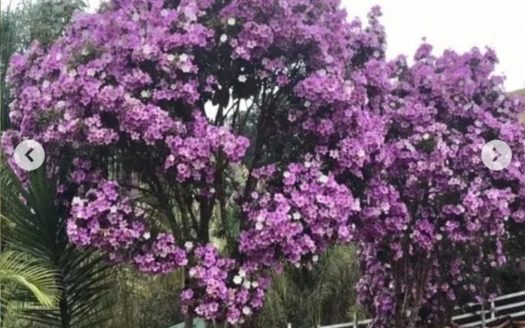 CVC 1114 – Lindas Chácaras a Venda no Bairro Jaguarão em Cunha SP